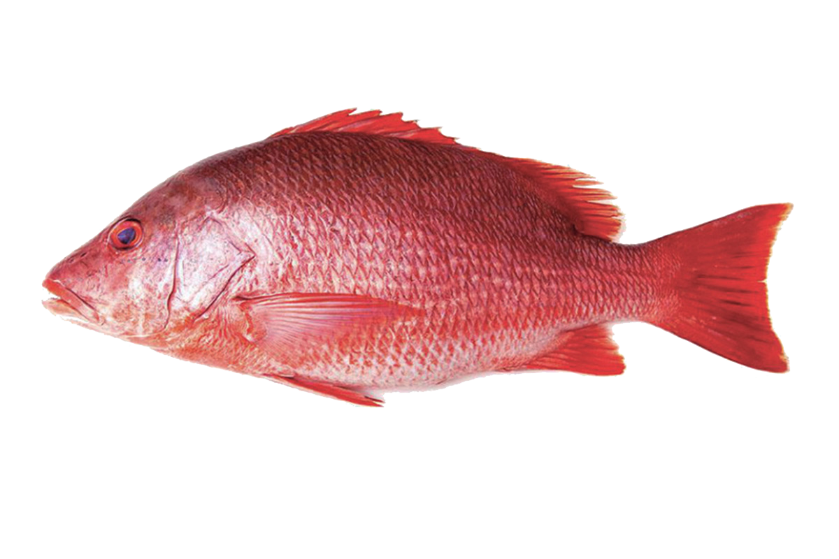 RedSnapper